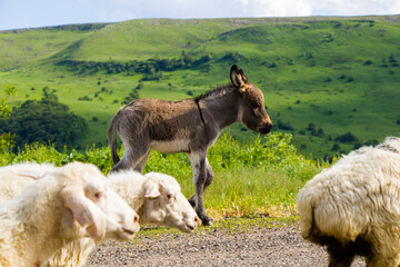 Fototapeta premium Domestic farm animals on the highway and road, flock