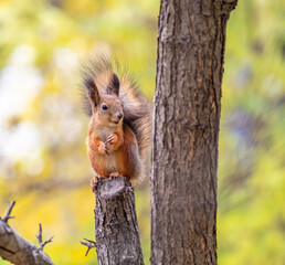 Squirrel in Autumn sits on a branch