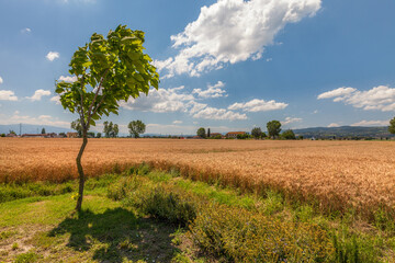 Rural landscape  - golden wheat field ready to harvest, Assisi area, Umbria, Italy