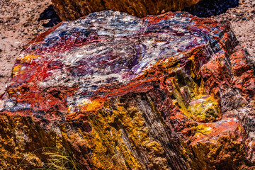 Petrified Wood Rock Abstract National Park Arizona