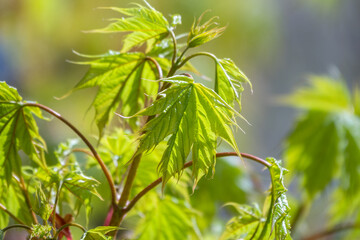 Fototapeta na wymiar Blooming Norway Maple, Acer platanoides, in beautiful light