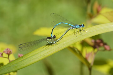Azure Damselfly (Coenagrion puella) on a leaf. Family Coenagrionidae. Male, female, Dutch garden. Spring, June, Netherlands