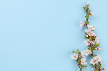 Cherry blossom over blue background