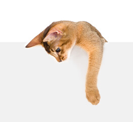 Playful Abyssinian young cat looks down above empty white banner. Isolated on white background