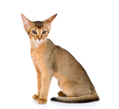 Young Abyssinian young cat sits in sidet view. Isolated on white background