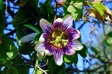 Passiflora caerulea