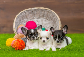 Three cute chihuahua puppies lying together with a ball of wool on green summer grass