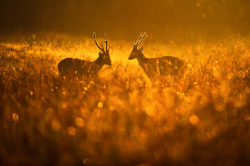 Males Hog Deer fighting in the grassland at sunrise.