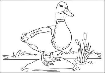 Hand-drawn duck. Bird,  animal sketch. Vector illustration