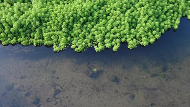 Myriophyllum aquaticum, wetland aquatic plants, 
macrophyte plants. water treatment.