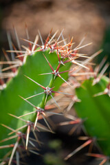 Macro photography of cactus in the garden in the sun as a cactus stem to decorate with blooming flowers for home decoration, room decoration, decoration for natural freshness and beauty.