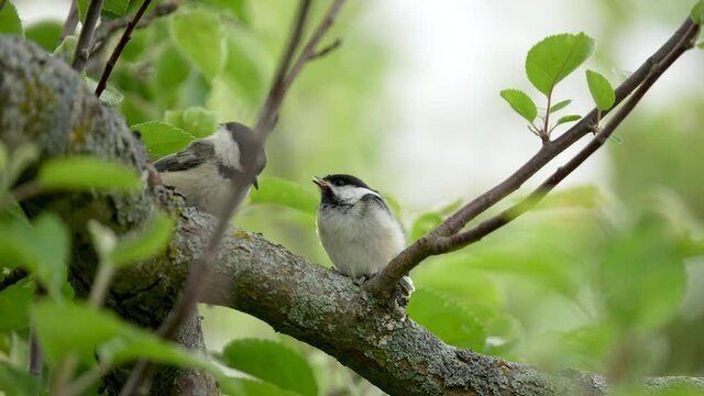 Adult Black-capped Chickadee feeds a fledgling insects in a tree in slow motion