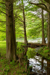 Bald cypress (Taxodium distichum) and its aerial roots at Moshi pond, Sanda, Hyogo, Japan