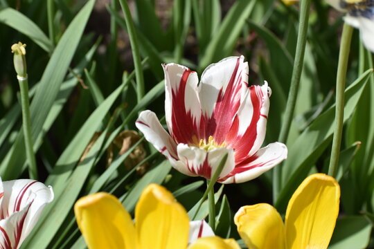 Beautiful spring tulips in red and white - bi-color flowers.
