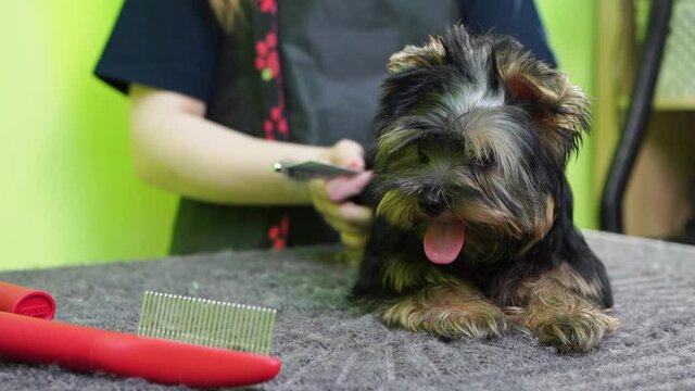 Groomer combs of Yorkshire Terrier. extras at the pet store
