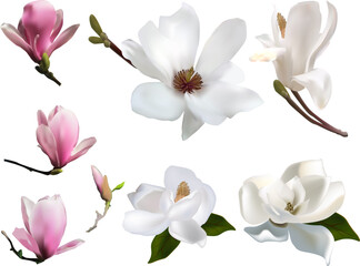 isolated magnolia seven pink and white blooms
