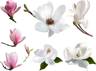 Foto op Canvas isolated magnolia seven pink and white blooms © Alexander Potapov