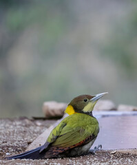 The greater yellownape (Chrysophlegma flavinucha) woodpecker, is a species of bird in the family Picidae. It is found in East Asia from northern and eastern India to south-eastern China,Thailand.