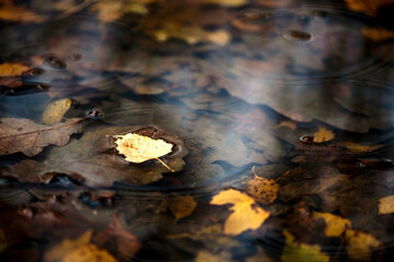 Fallen birch leaves floating in the puddle. Autumnal background.