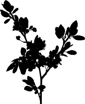 plum tree large branch black isolated outline