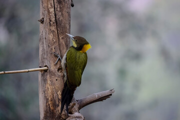 The greater yellownape (Chrysophlegma flavinucha) woodpecker, is a species of bird in the family Picidae. It is found in East Asia from northern and eastern India to south-eastern China,Thailand.