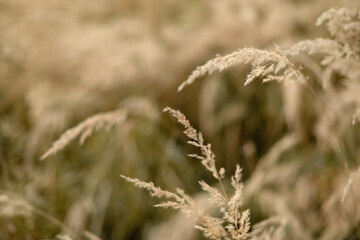 dry blade of grass in the field in autumn at sunlight yellow background