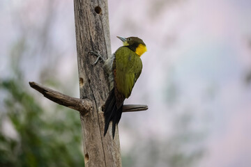 The greater yellownape (Chrysophlegma flavinucha) woodpecker, is a species of bird in the family Picidae. It is found in East Asia from northern and eastern India to south-eastern China,Thailand.