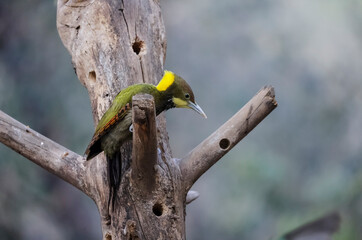 The greater yellownape (Chrysophlegma flavinucha) woodpecker, is a species of bird in the family Picidae. It is found in East Asia from northern and eastern India to south-eastern China,Thailand.