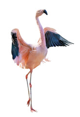 single pink flamingo with spread wings