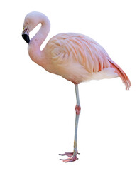 standing fine pink flamingo isolated on white