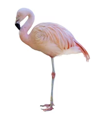Foto op Canvas standing fine pink flamingo isolated on white © Alexander Potapov