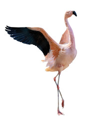 fine pink flamingo with spread wings