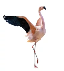 Poster fine pink flamingo with spread wings © Alexander Potapov