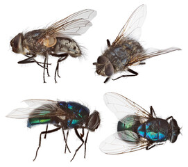 four flies set isolated on white