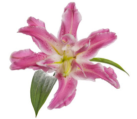 polypetalous lily pink bloom isolated on white