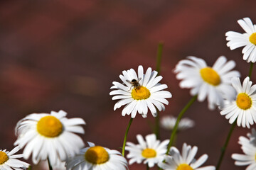 A bee on top of a daisy flower with dark background.