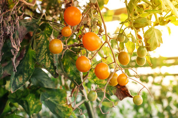 Many yellow cherry tomatoes in a greenhouse in the sun. Mini tomatoes. Bunches of tasty and juicy tomatoes in the garden. Photo of growing healthy organic tomatoes in your garden.