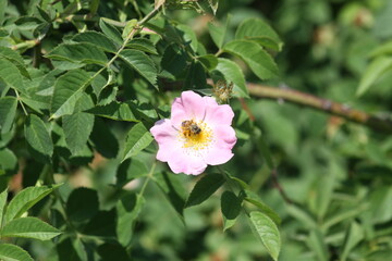 bee on glaucous dog rose closeup view of it