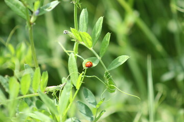 Red ladybug on common vetch green leaves closeup view