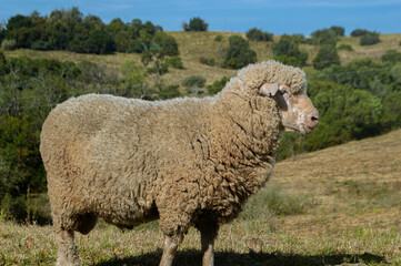 Obraz premium Sheep