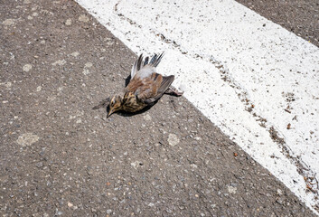 Dead fieldfare on road. Wild bird which has been struck by a car.