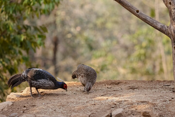 Kalij Pheasant (Lophura leucomelanos) Perching on ground at Sattal, Uttarakhand