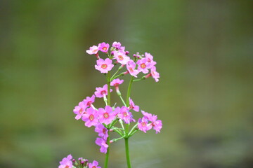 北海道の春、川縁に咲くクリンソウ、Japanese Primrose.