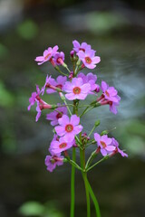 北海道の春、川縁に咲くクリンソウ、Japanese Primrose.