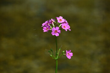 北海道の春、川縁に咲くクリンソウ、Japanese Primrose.