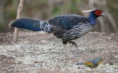 Kalij Pheasant (Lophura leucomelanos) Perching on ground at Sattal, Uttarakhand