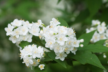 Philadelphus flowers in spring, close up