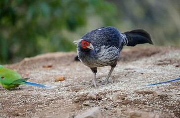 Kalij Pheasant (Lophura leucomelanos) Perching on ground at Sattal, Uttarakhand