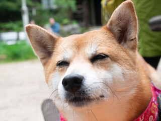 リラックスしてくつろぐかわいい柴犬の笑顔