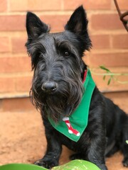 Scottish terrier dog ready for christmas 